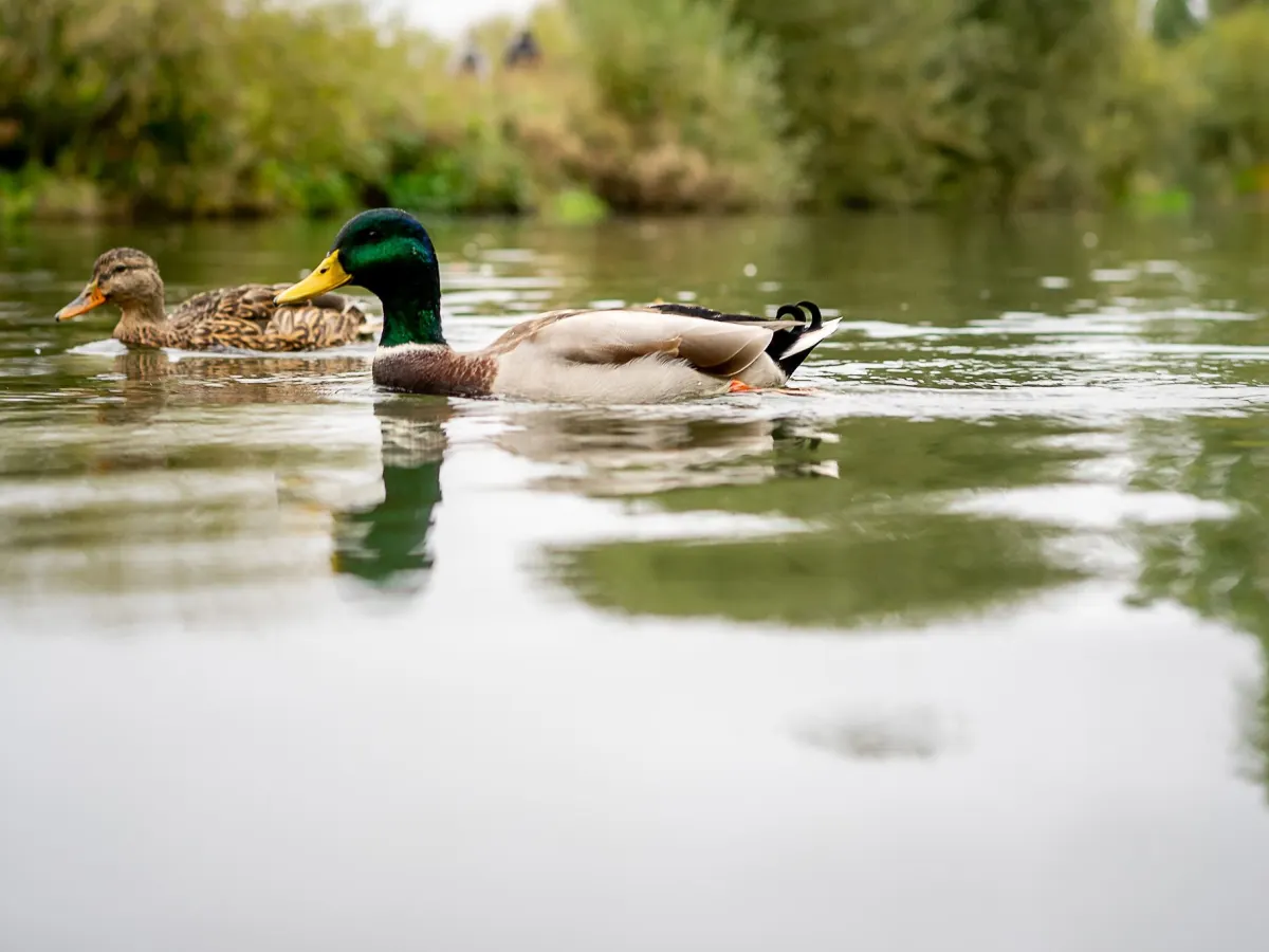 A pair of mallards on the water