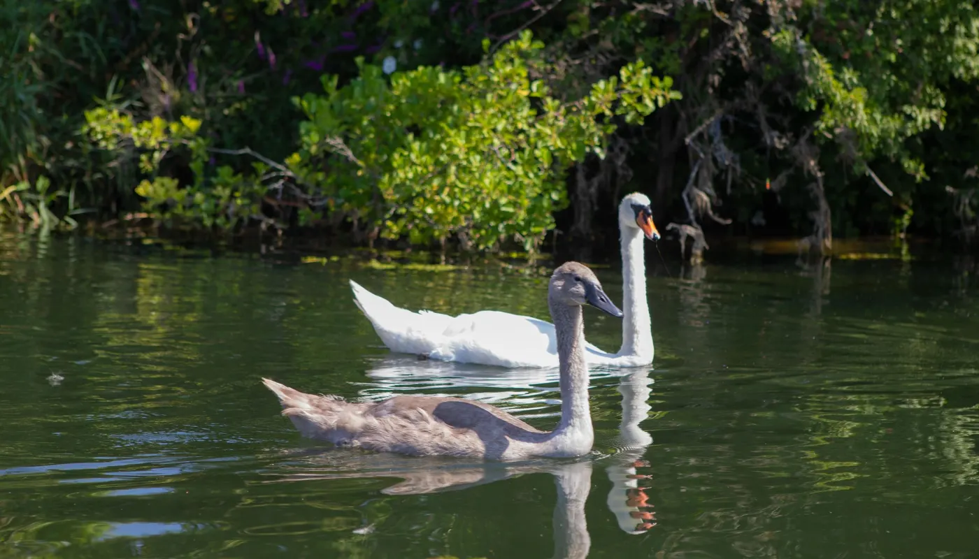 Swans on the water