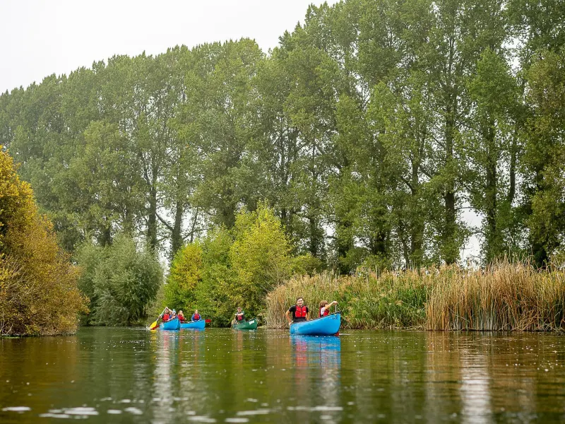 Paddling as a group past the reeds