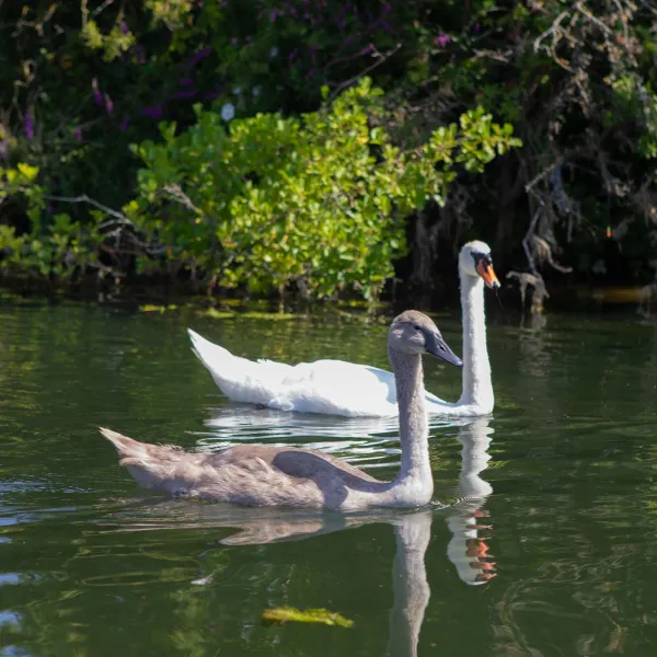 Swans on the water
