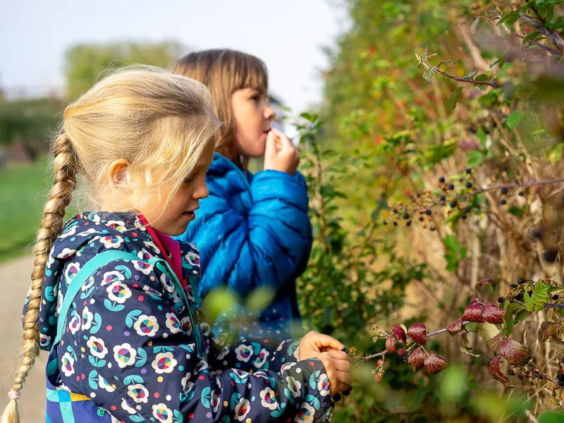 Picking blackberries along the hedgerow