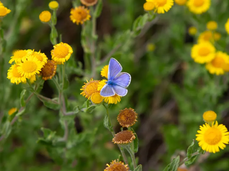A common blue butterfly on fleabane