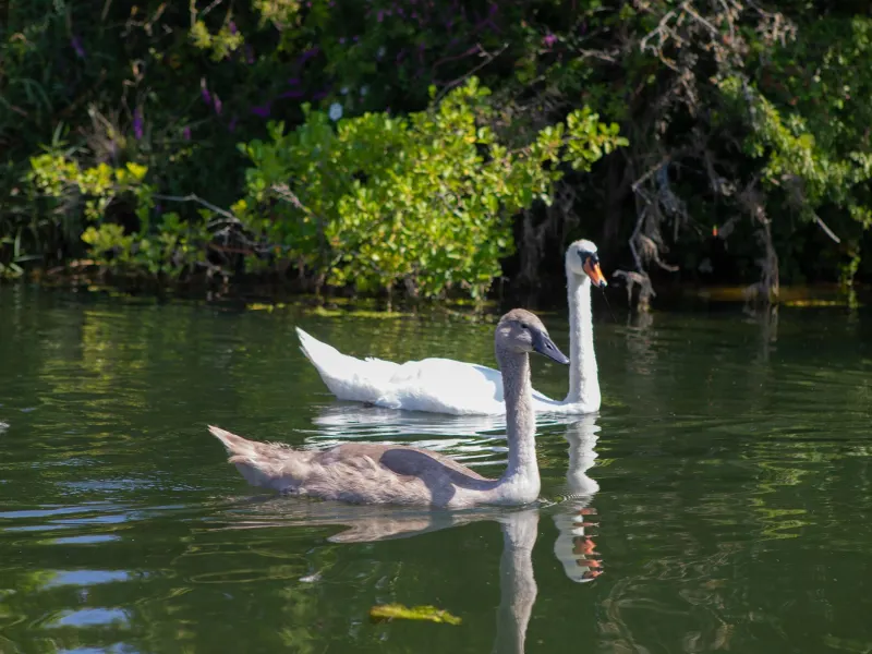 Swans on the water